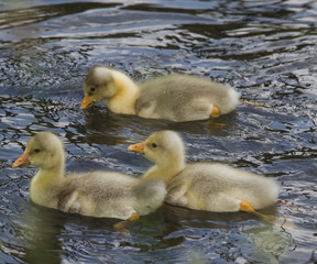 Pulcini di cigno nuotano nel lago