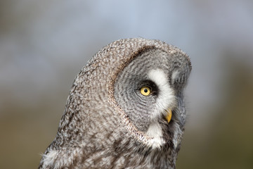 Great grey owl (Strix nebulosa). Beautiful gray owl bird of prey face in close up.