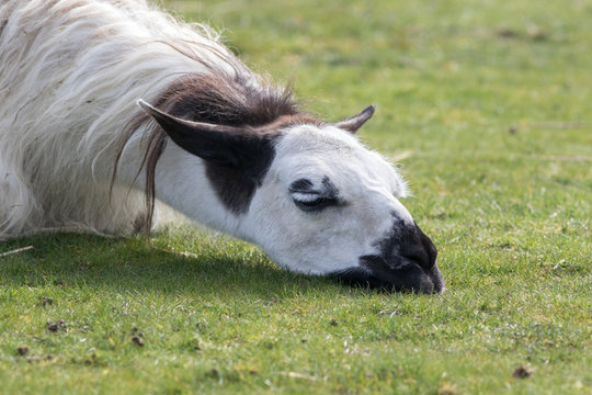 Depressed llama. Funny animal image of a sad looking lethargic llama.