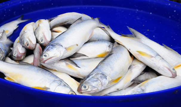 Fresh white Indian salmon fish are combined in a dark blue tray.