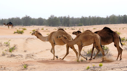 ABU DHABI, UNITED ARAB EMIRATES - APRIL 3rd, 2014: group of Cute single-humped camel or dromedary in beautiful liwa desert in the middle of the day