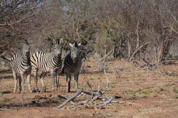 Fototapeta na wymiar Zebras in savannah