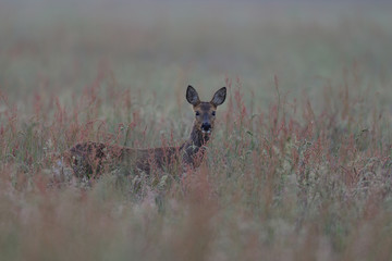 Ricke steht im hohem Gras, Rehwild, Mai