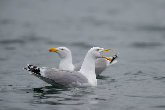 Silbermöwen Paar rufen, Nordsee, Norwegen