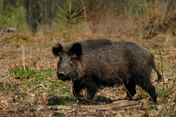 Schwarzwild, Bache im Wald, April