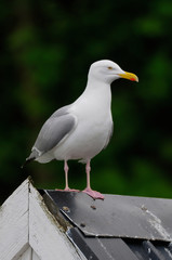 Silbermöwe sitzt auf Dach, Norwegen