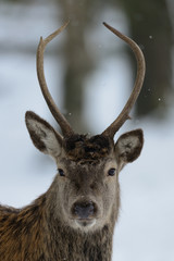 Junger Rothirsch im Winter, Kopf Portrait,  Rotwild, (cervus elaphus)