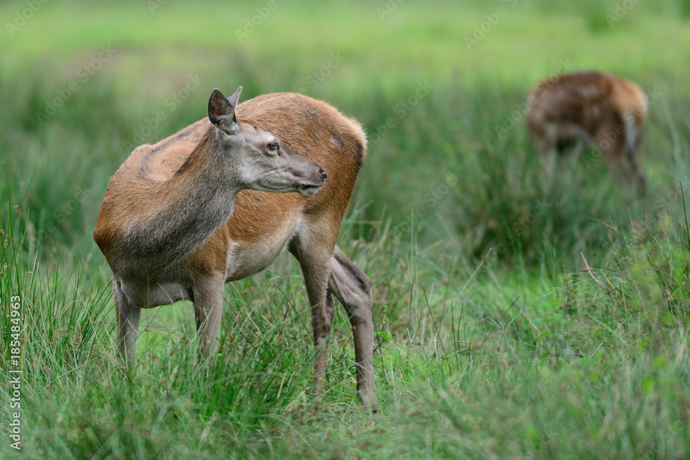 Sticker Rotwild, Kahlwild im Sommer