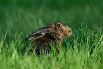 Feldhase sitzt in Wiese, Frühling
