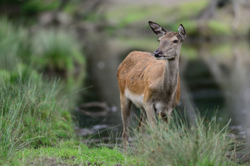 Rotwild, Kahlwild im Sommer