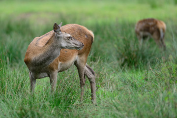 Rotwild, Kahlwild im Sommer