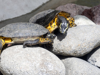 Arrau turtle, Podocnemis expansa, male with conquered female, Ecuador
