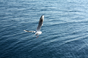 seagull on the seacoast in Croatia Adriatic