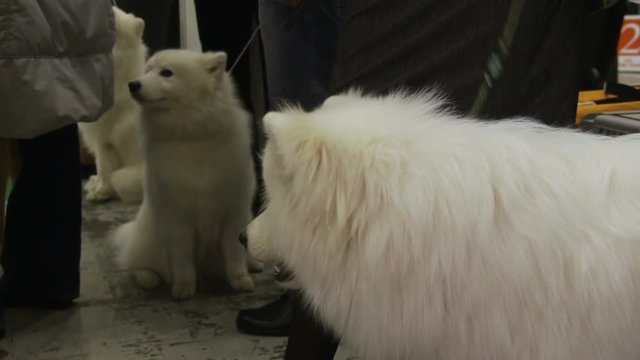Exhibition of purebred dogs, beautiful fluffy American Eskimo sitting near owner