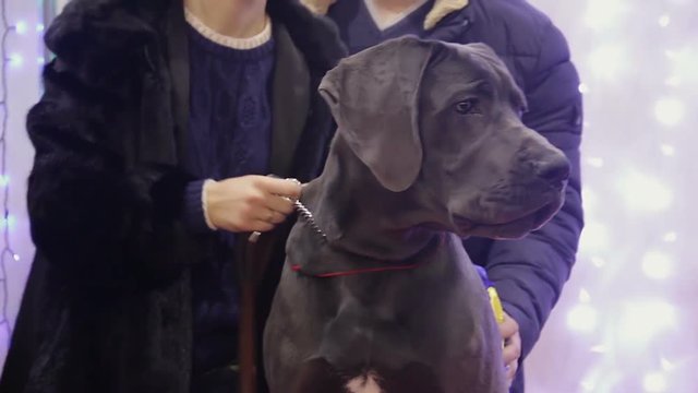 Brown Labrador Retriever waiting for reward at purebred dog exhibition, winner
