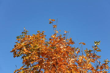 Baum mit Herbstlaub 