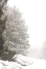 Trees in the snow before Christmas. Frosty fog morning in the forest