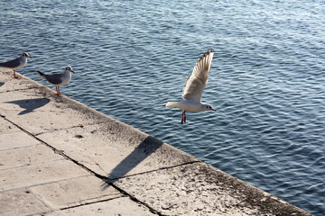 seagulls on the seacoast in Croatia Adriatic