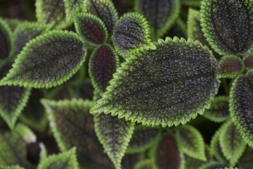 温室にある葉っぱ