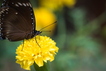 Brown butterfly is on a beautiful yellow flower.