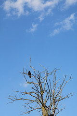 Crow at tree with blue sky in background