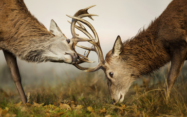 Two red deer stags fighting over dominance during rutting season on an early autumn morning. - obrazy, fototapety, plakaty