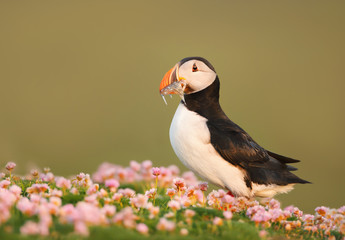 Atlantic puffin with fish in the beak during a breeding season Shetland islands, Scotland. Puffin...