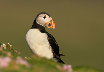 Atlantic puffin standing in the field of thrift flowers against green clear background in Shetland islands, Scotland.