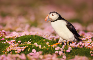 Atlantic puffin standing in the field of pink thrift flowers and holding fish in the beak for the chicks, Shetland islands, Scotland.