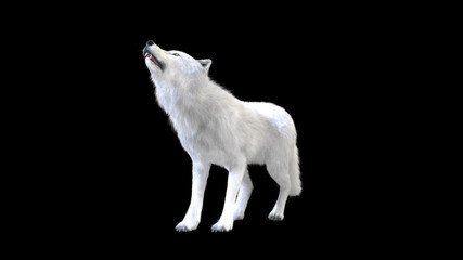 Fototapeta premium 3d Illustration white wolf isolate on dark background, arctic wolf, the canidae family and a subspecies of the gray wolf.