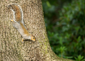 Eastern grey squirrel climbing on the tree trunk, UK.