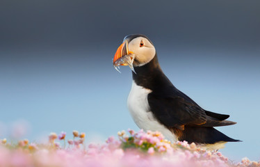 Atlantic puffin standing in the field of pink thrift flowers and holding fish in the beak for the chicks, Shetland islands, Scotland.