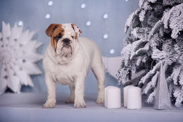 dog English bulldog in the Studio under the Christmas tree with Christmas lights in the background