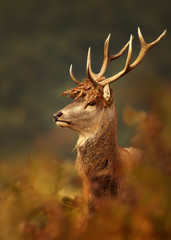 Portrait of red deer with a crown of ferns, UK.