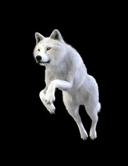 3d Illustration white wolf isolate on dark background, arctic wolf, the canidae family and a subspecies of the gray wolf.