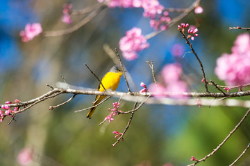 Beautiful bird, Grey-chinned Minivet ( Pericrocotus solaris ) in nature of Thailand.