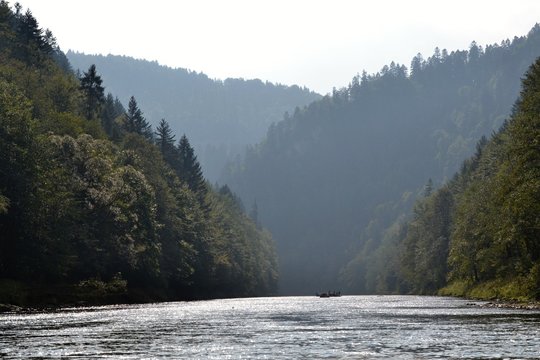 Forest from the river