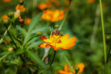 Bee in flower bee amazing,honeybee pollinated of yellow flower
