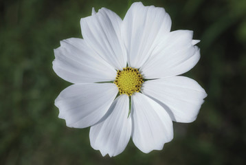 Obraz premium Close up white cosmos flowers in the garden