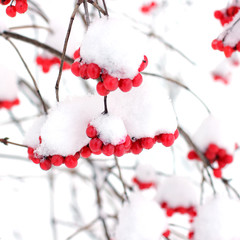 Winter Frozen Viburnum Under Snow. Viburnum In The Snow. First snow. Autumn and snow. Beautiful winter.	