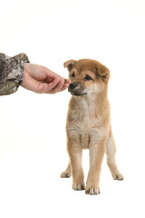 Shiba inu puppy being fed by a female hand isolated on a white background