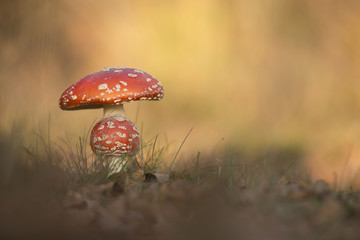 Fly agaric toadstool on a beautiful autumn day