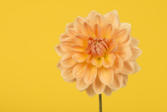 Yellow and orange chrysant flower on a yellow background