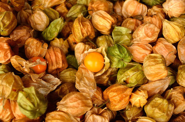 cape gooseberry