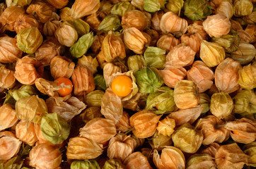 cape gooseberry
