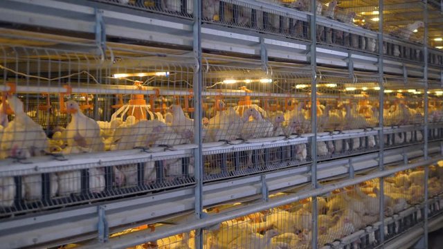 Many chickens feeding and resting inside cages with internal lights. 