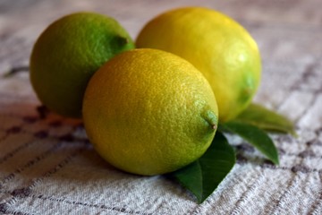 Fresh yellow lemon with leaves from the gardens Icmeler