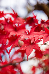 Red Maple leaves, Japan autumn season