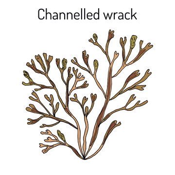 Channelled wrack pelvetia canaliculata , medicinal plant