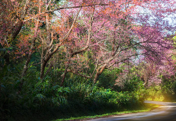 Pink Cherry blossom on road in the morning at north of Thailand, Chiang Mai, Thailand.